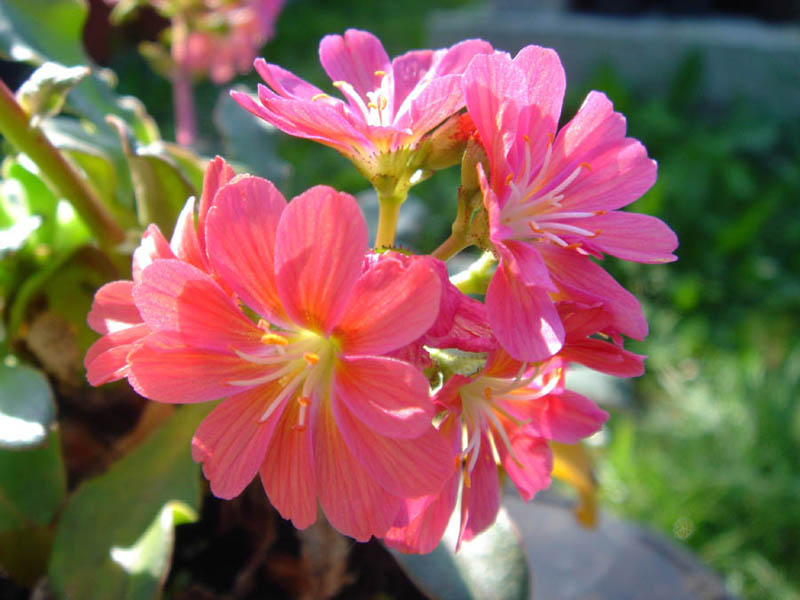 Lewisia cotyledon — formes orangées photo
